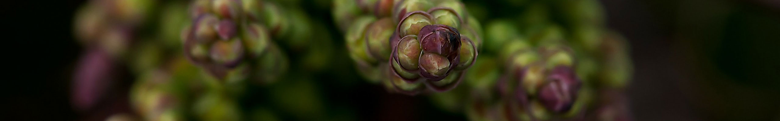 Blomknoppar